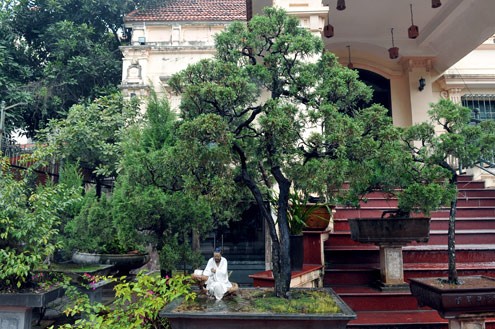 Vườn cây cảnh của anh Bảo ở Tây Hồ (Hà Nội) có nhiều chậu cây tiền tỷ trưng bày trước cửa biệt thự. Cây tùng hai thân độc đáo và hiếm từng được khách trả 80.000 USD nhưng gia chủ không bán.